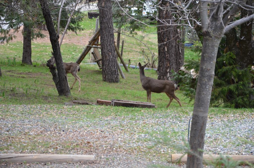 Yosemite Bass Lake House Bass Lake Annex Екстериор снимка